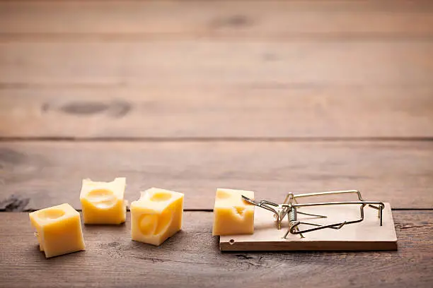 mouse trap with cheese as bait