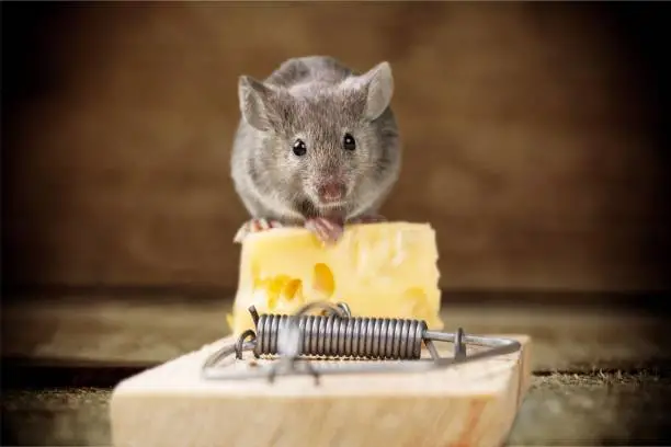 rat and cheese on a mouse trap