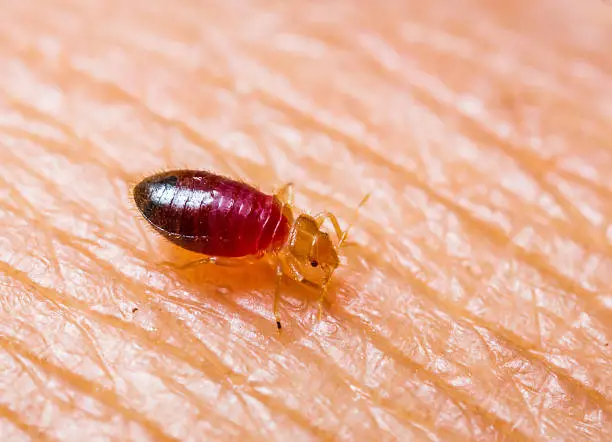 how do bed bugs spread from house, bed bug on skin
