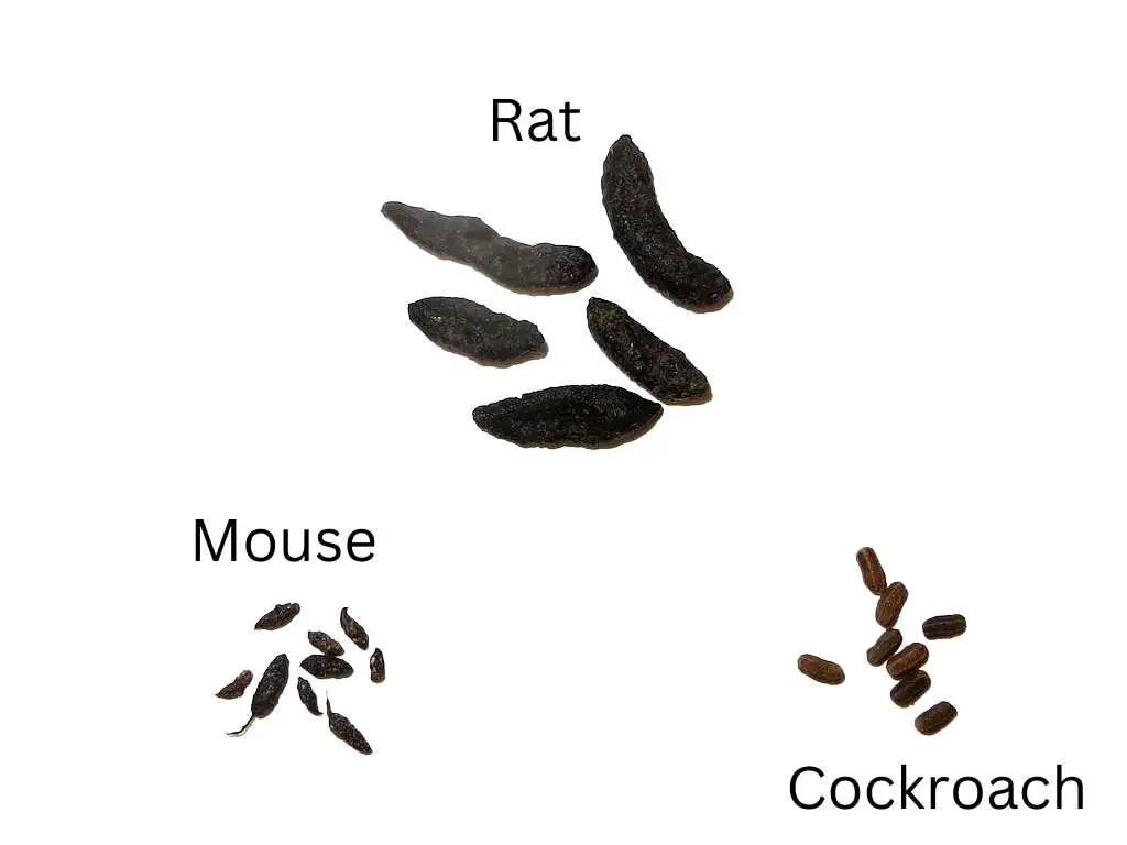 rat vs mouse vs cockroach droppings
