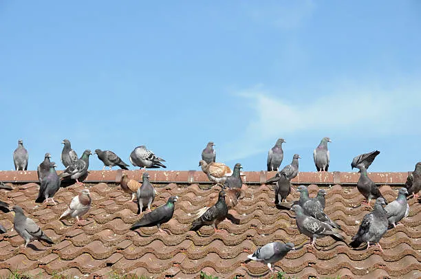 Pest Control for Pigeons: Tips on Keeping Pigeons Away