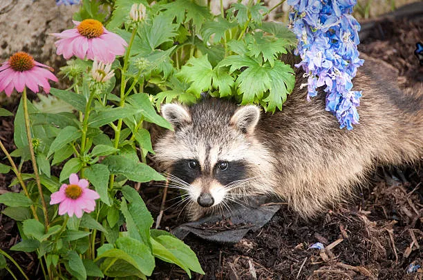 raccoon in a flower bed