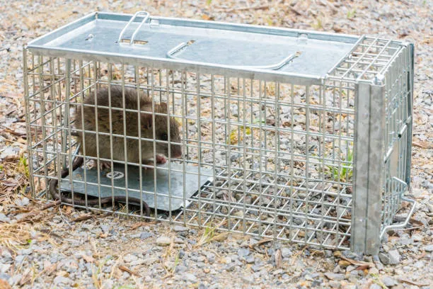 rodent trap, pest control non toxic