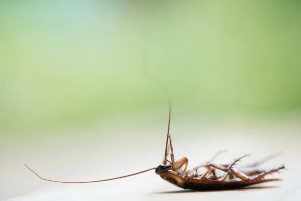 how pest control can kill cockroaches in your house