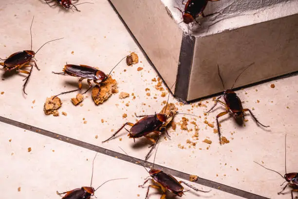 How Pest Control Can Kill Cockroaches in Your House: The Definitive Guide