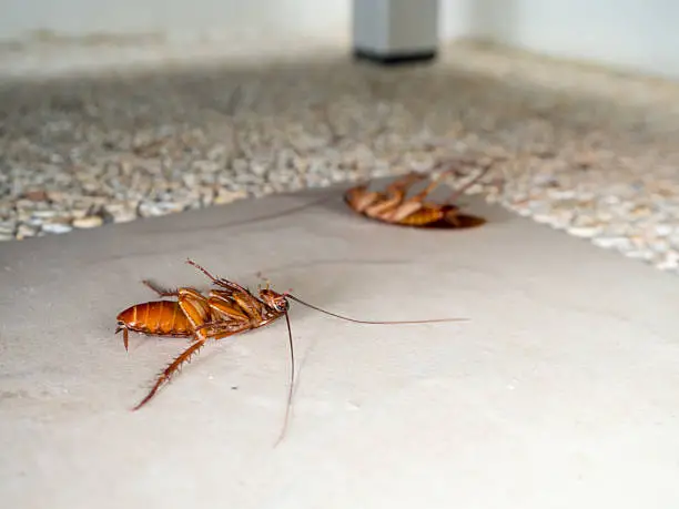 what attracts cockroaches in your home, what kills cockroaches instantly
