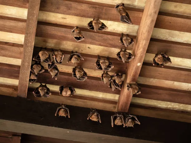 Pest Control for Bats: Keeping Their Population in Check