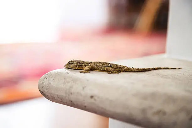 Pest Control for Lizards: Lizard Management and Treatments