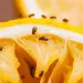 pest control fruit flies