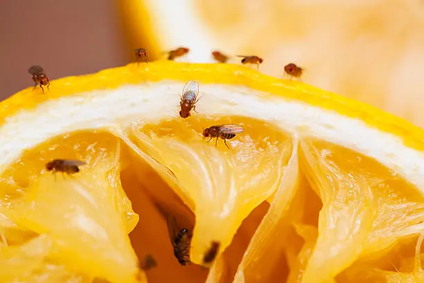 Fruit Flies Pest Control Tips: Here’s How to Get Rid of Them