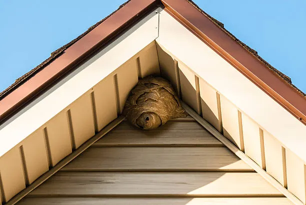 Hornets Pest Control: 4 Simple Steps to Get Rid of Hornets