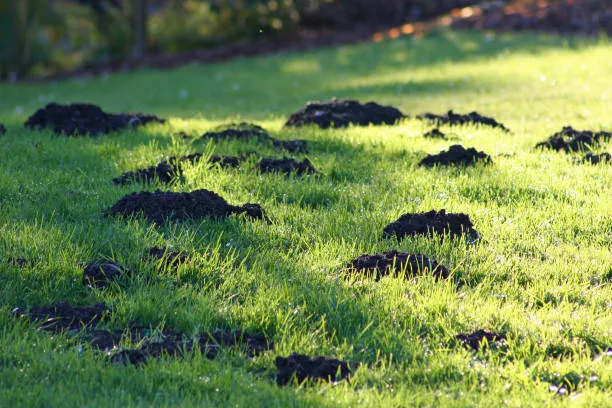 Mole Pest Control: How to Get Rid of Moles from Your Yard