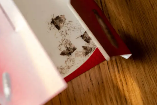 dead moths inside cabinet, pest control for moths