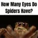 How Many Eyes Do Spiders Have?