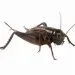 crickets pest control