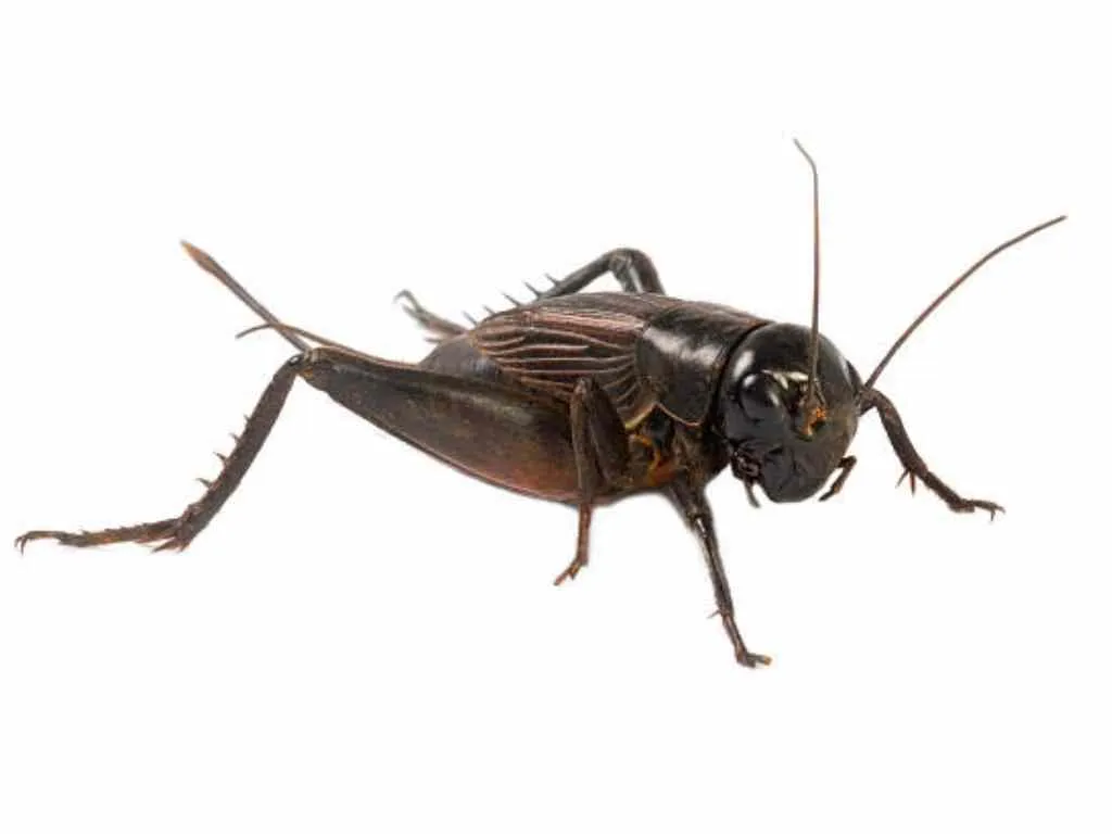 House Crickets Pest Control: How to Rid of Crickets