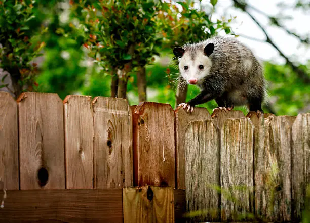 Pest Control for Possums: How Do You Get Rid of Them?