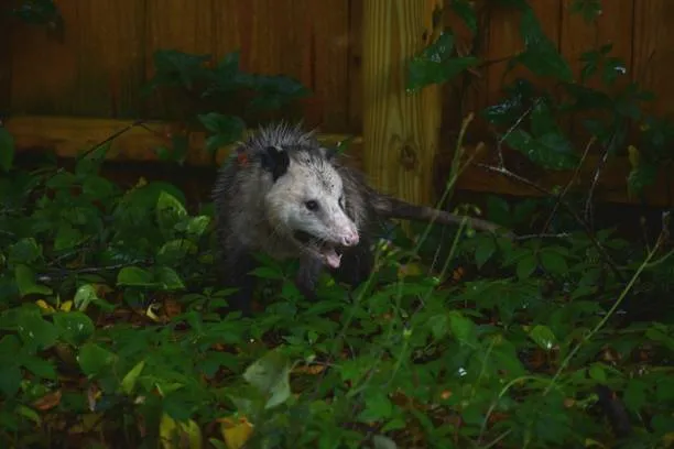 Pest Control for Possums: How Do You Get Rid of Them? - NM Pest Control