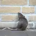 What rats can climb
