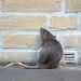 What rats can climb