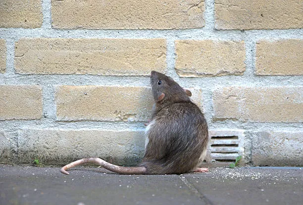 What rats can climb 