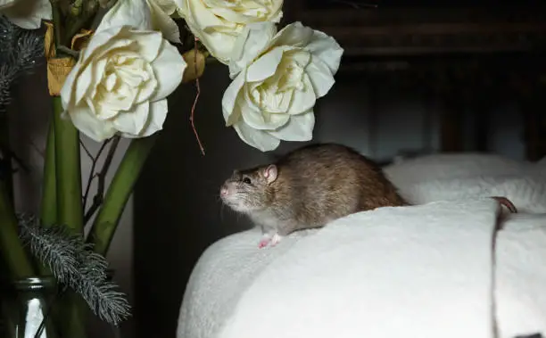 can rats climb beds
