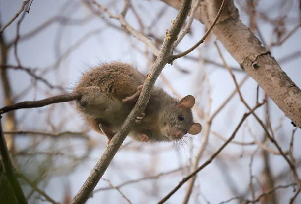 rat climbing a tree branch