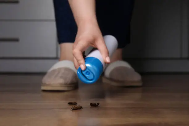 pest control on cockroach