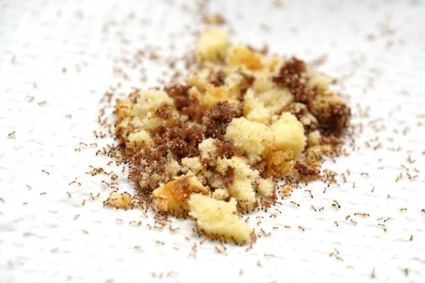 Does Baking Soda Kill Ants? Let’s Find Out!