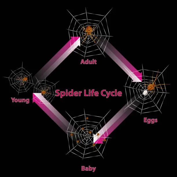 spoider's life cycle