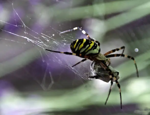 spider spinning a web