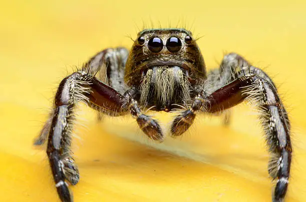 spider with four eyes