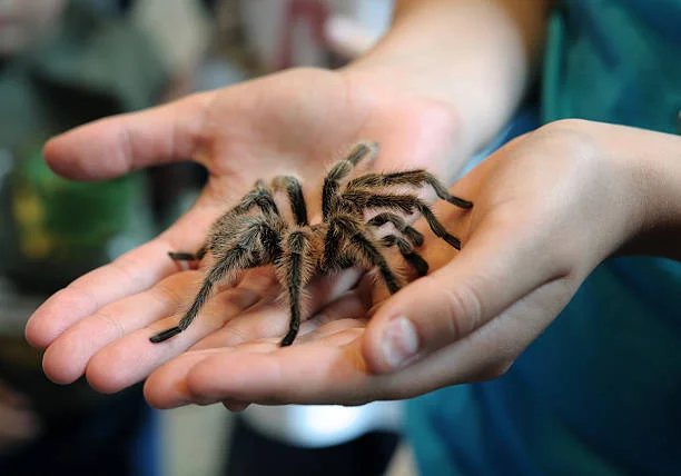 tarantula on a boy's hands