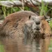 what is the largest rodent in North America?