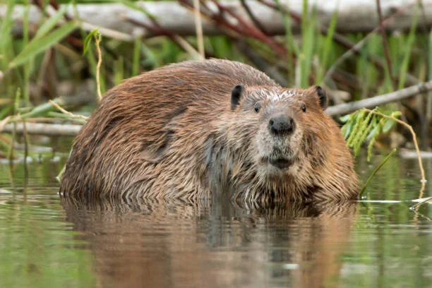 What is the Largest Rodent in North America?