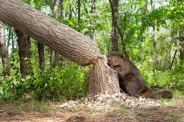 beaver gnawing through a tree bark