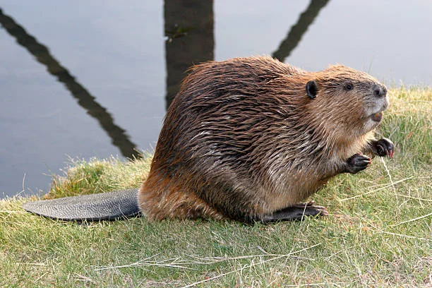 beaver's distinct flat tail showing