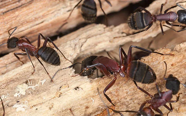 pest control carpenter ants