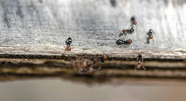 Pest Control Carpenter Ants: Don’t Let These Ants Ruin Your Home