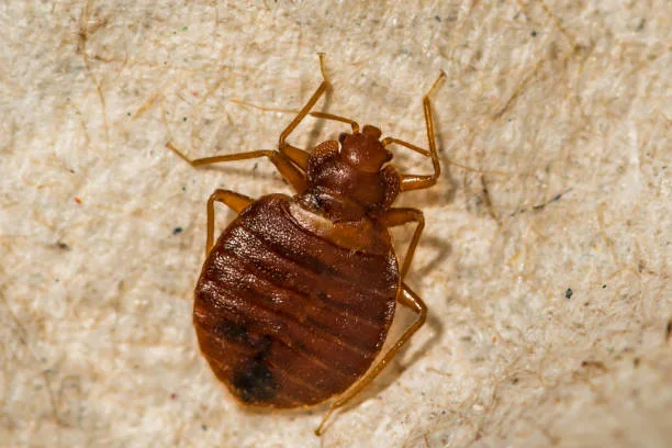 closeup shot of bed bug in an outdoor setting