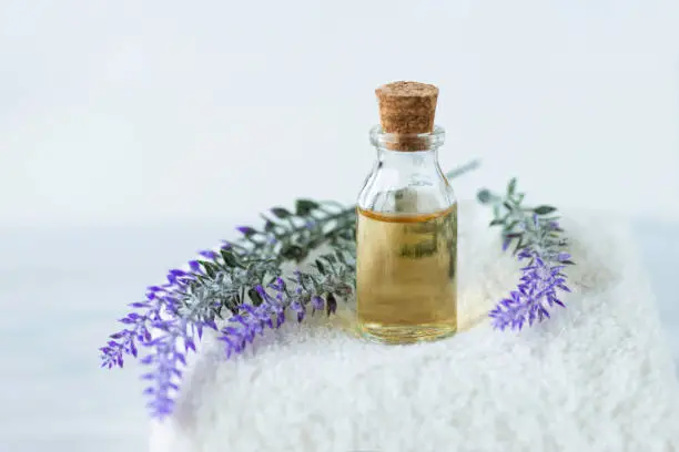 does lavender oil kill bed bugs