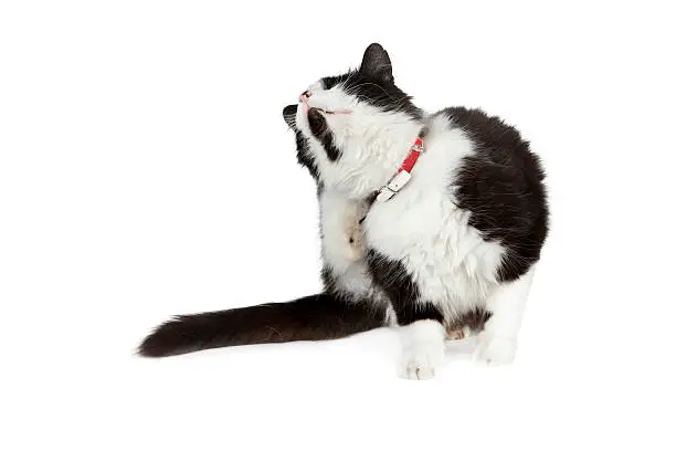 cat with collar scratching