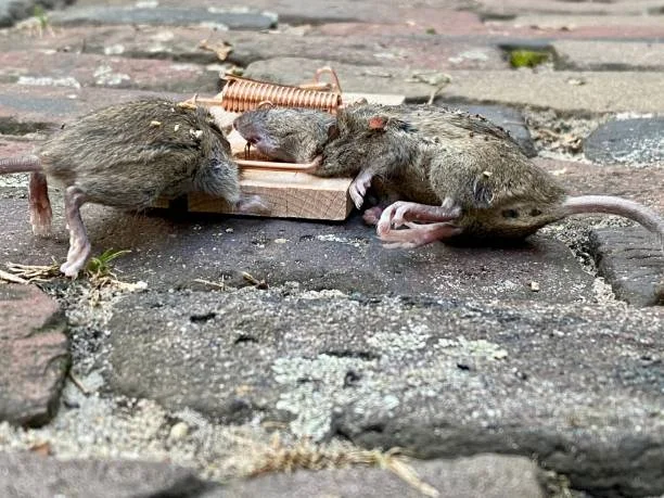 dead mice with one eating another