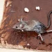 Do mice die after they off glue trap