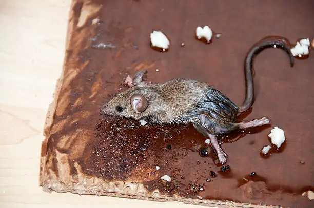 Do Mice Die After Get On a Glue Trap?