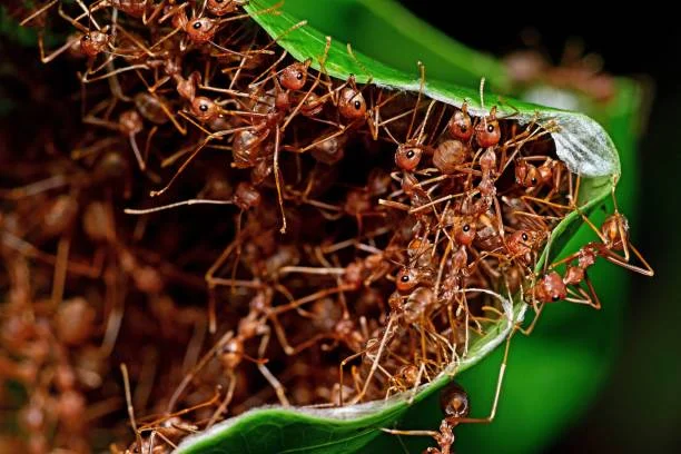 What are the Different Types of Ants in North Carolina? Tips on How to Identify