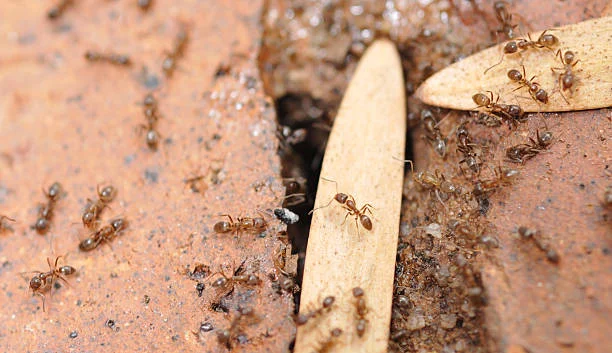 Pavement ants vs carpenter ants