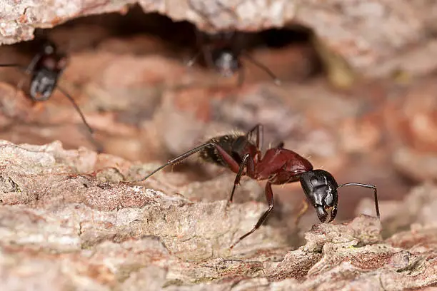 Pavement Ants vs. Carpenter Ants-The Battle of the Ants