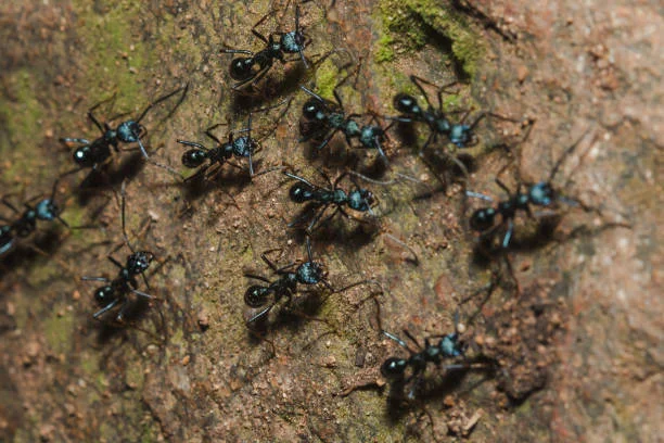 image of black carpenter ants