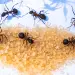 Carpenter ants vs sugar ants